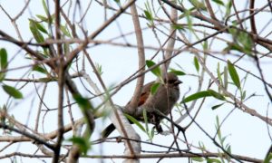 La muestra fotográfica sobre la diversidad de aves entrerrianas se inauguró en la biblioteca Andrade