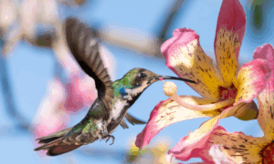 Muestra fotográfica sobre las aves nativas de la región